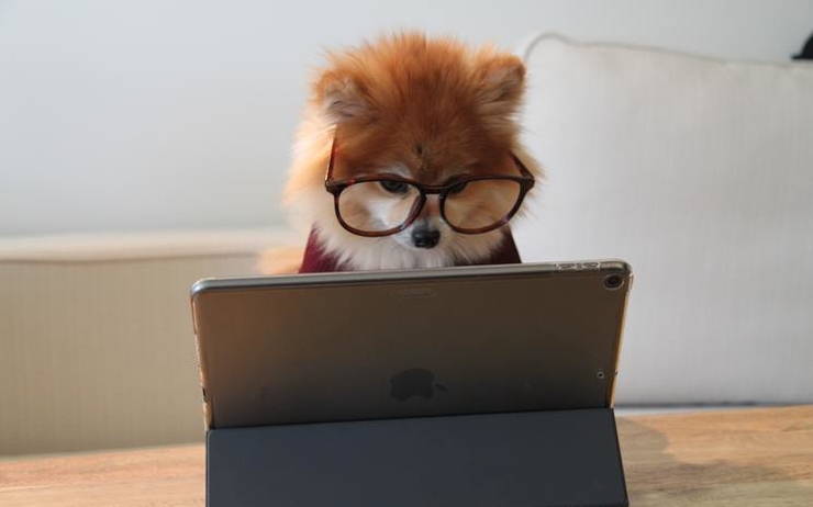 Un animal regarde un ordinateur