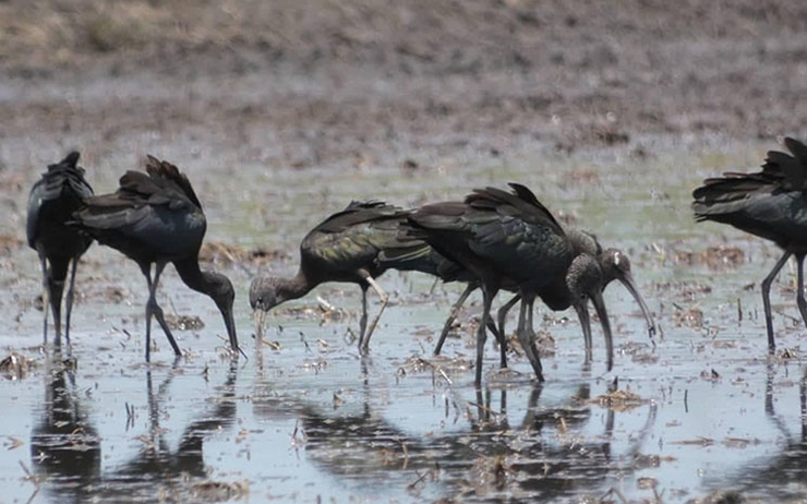 des ibis falcinelles au cambodge 