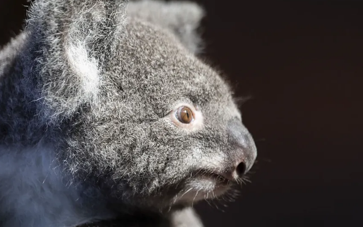 Un koala 