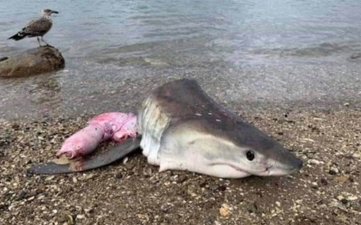 requin démenbré dont il ne reste que la tête sur la baie Pilot à Taurangz