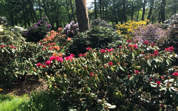 rhododendrons et azalées aux couleurs chatoyantes dans le jardin du musée de Nivå