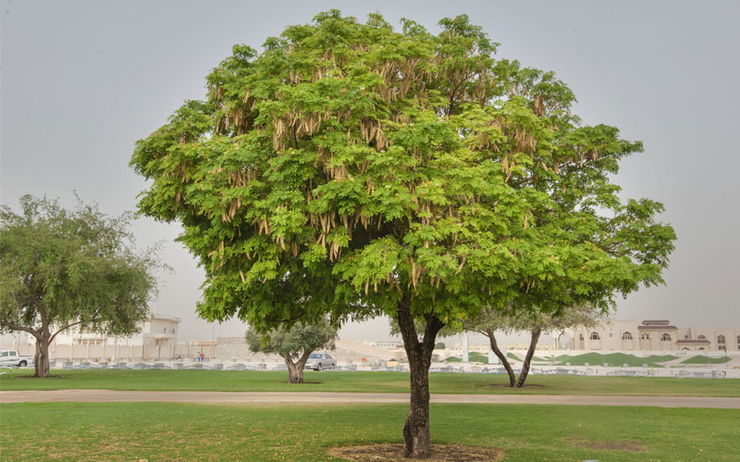 Dubai arbres 