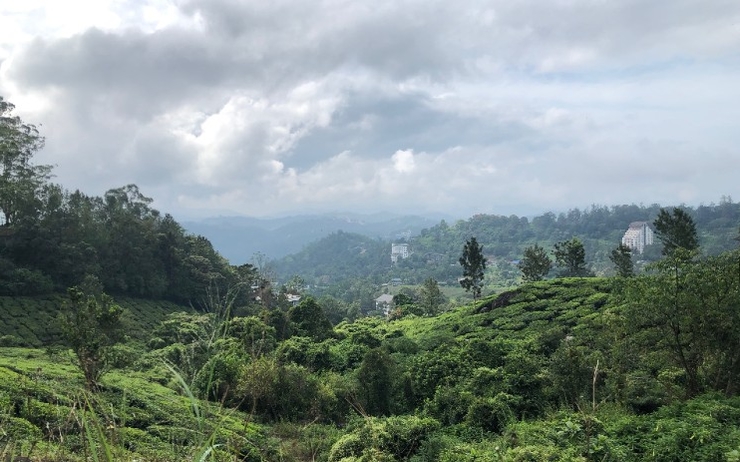 Ciel de mousson dans les plantations de thé du Kerala