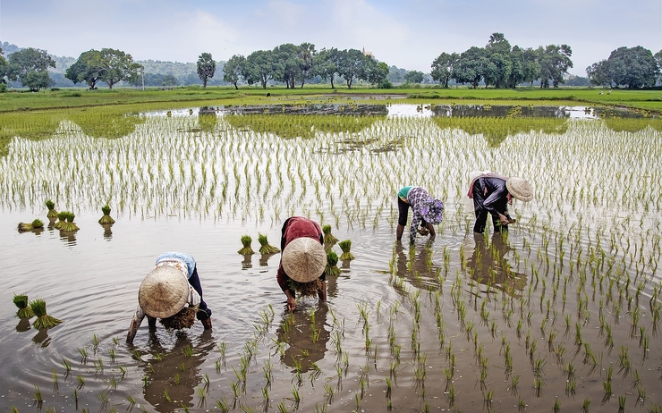 Les rizières au Vietnam en temps de Covid-19