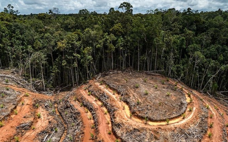 la deforestation en Indonesie comment en sortir