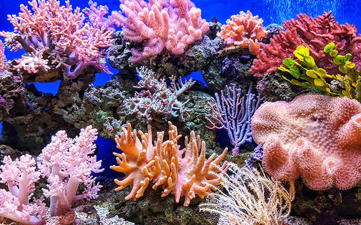 Un récif coralien en Nouvelle-Calédonie 