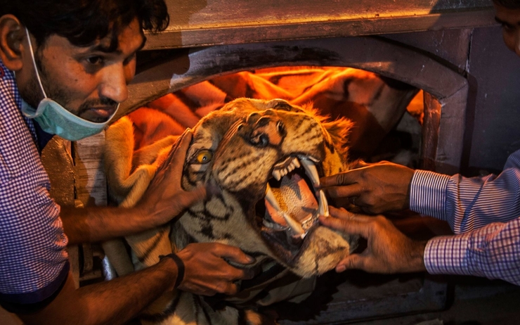 tigres sauvages en inde
