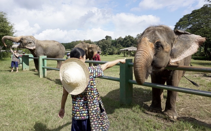 Une touriste avec un éléphant à Chiang mai 