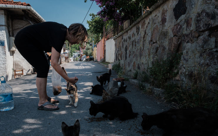Une habitante de l'île d'Heybeliada nourrit les animaux de rue