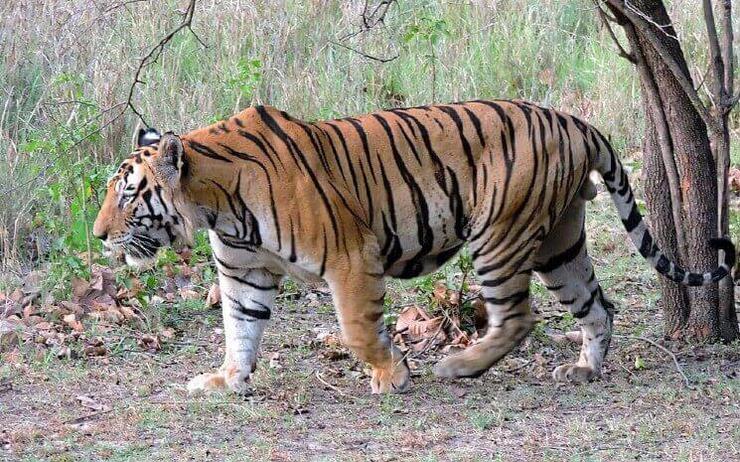 un tigre royal du Bengale