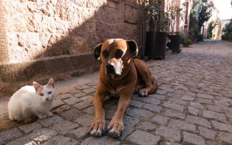 un chien et un chat rue Turquie
