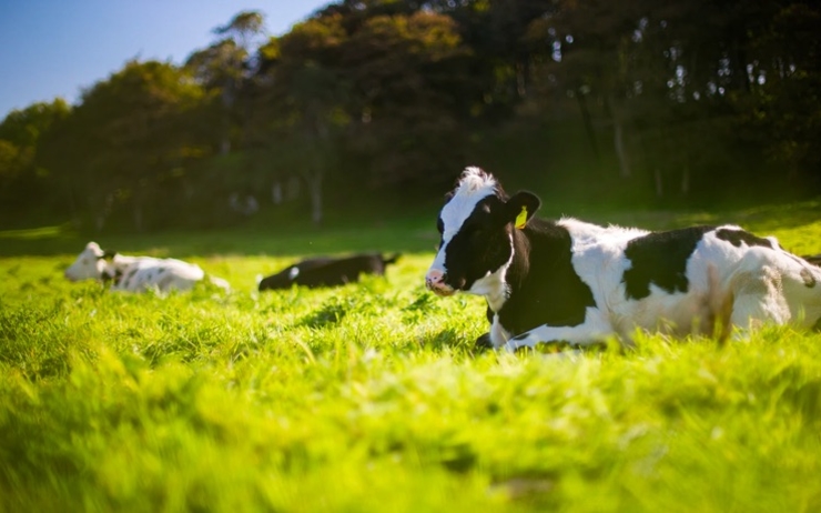 Vache dans un champs