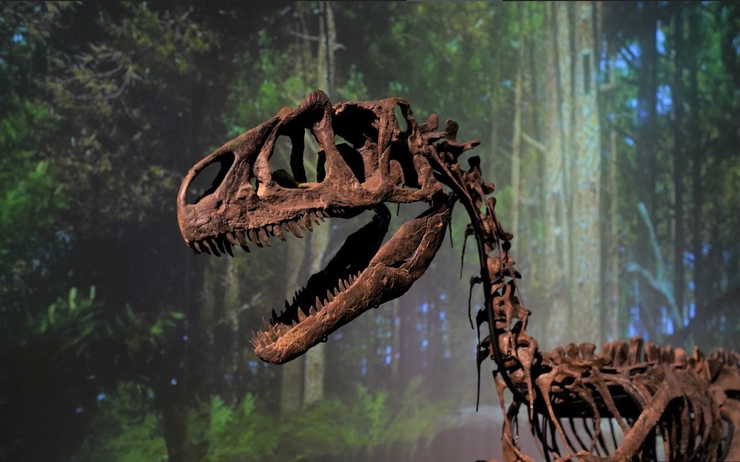 Zoom sur un squelette de Tyrannosaure