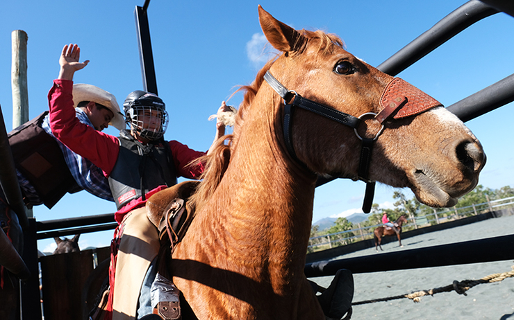 Un rodéo man de Dumbéa s'entraine sur son cheval prêt à commencer son rodéo en Nouvelle-Calédonie 