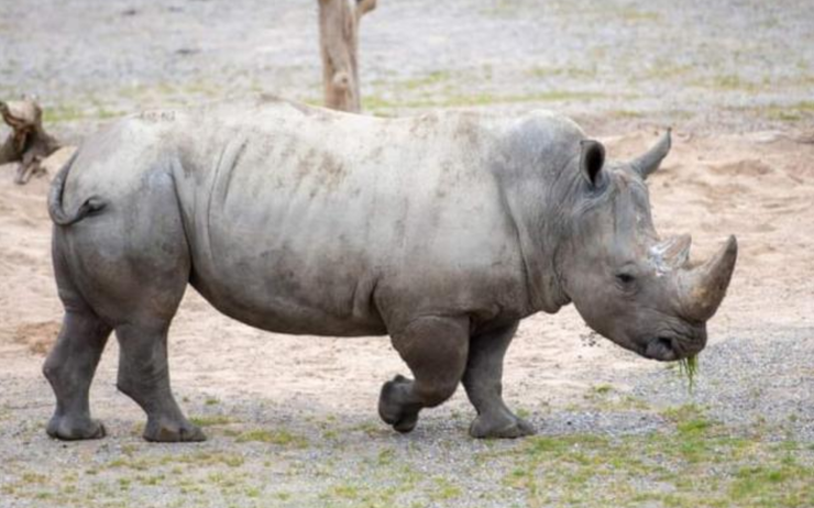 Le rhinocéros Kimba 