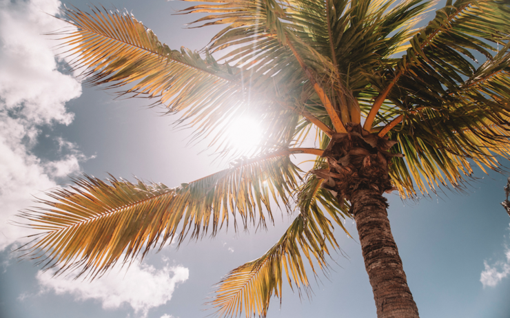 jared-rice-Soleil dans un palmier