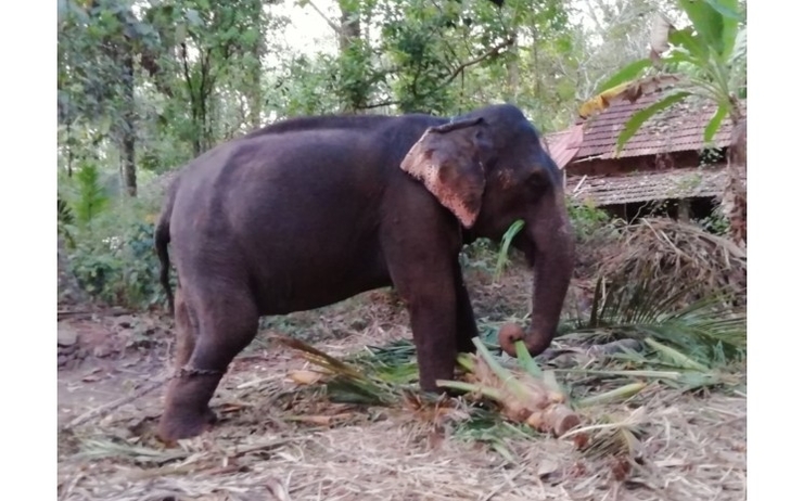 Shila l'elephante du kerala