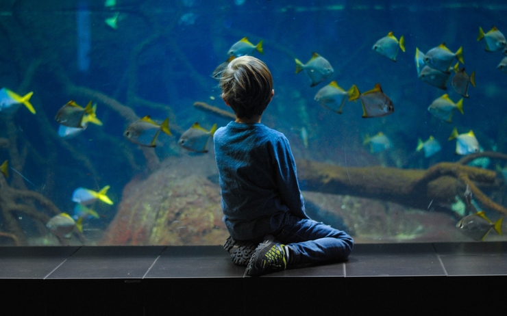 Enfant de dos à l'aquarium de Berlin