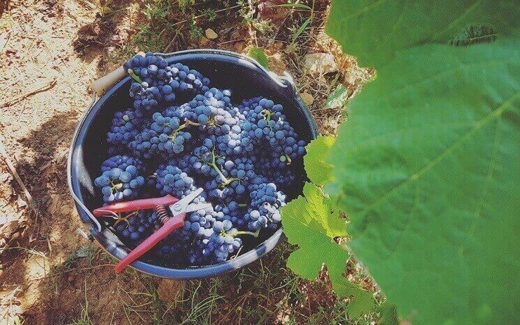 récolte de raisin dans les vignes