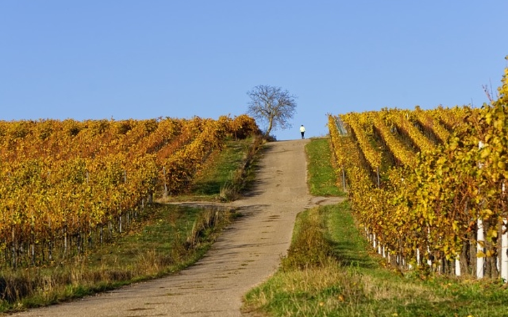 route du vin Roumanie Buzau