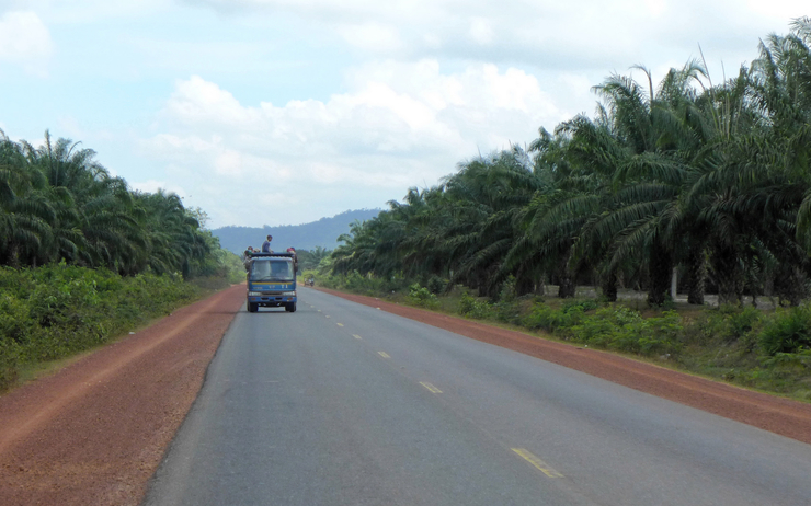 route cambodgienne entre une palmeraie