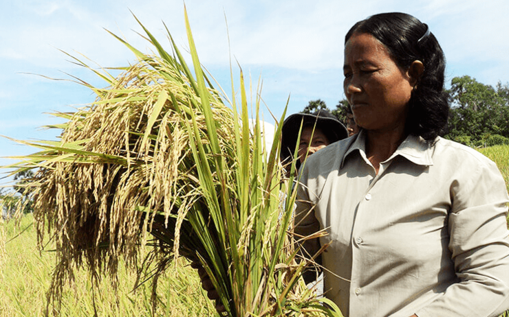 Cambodgienne portant une gerbe de riz