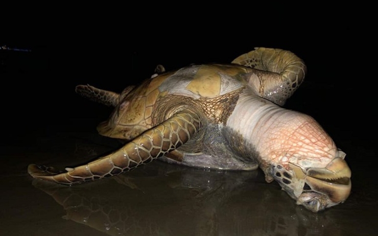 Une tortue marine Pyinthar morte, en Birmanie