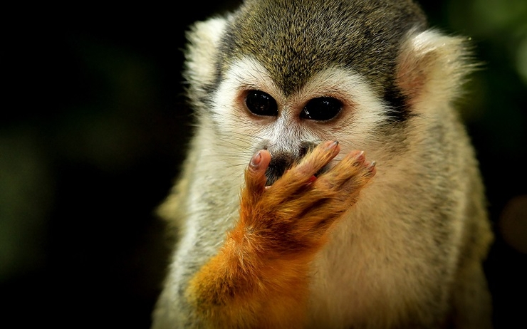 Le saïmiri du Pérou, un petit singe écureuil d’Amazonie