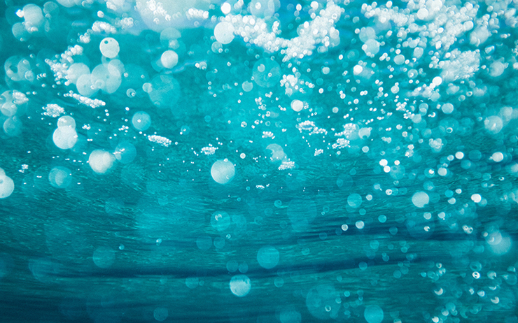 des animaux marins font des bulles sous l'eau 