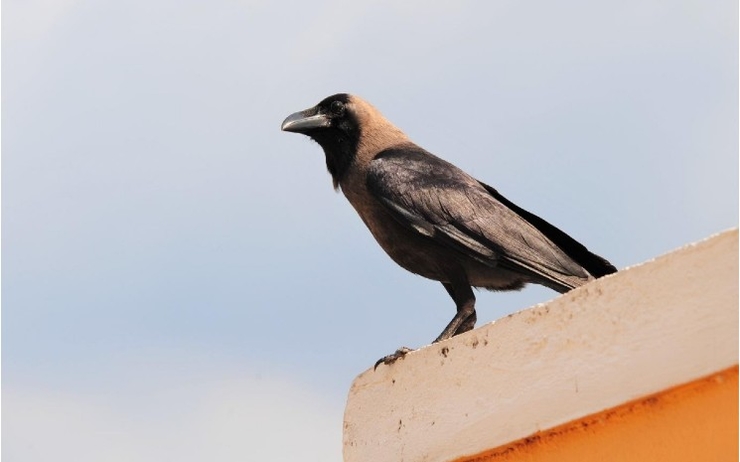 un. corbeau indien
