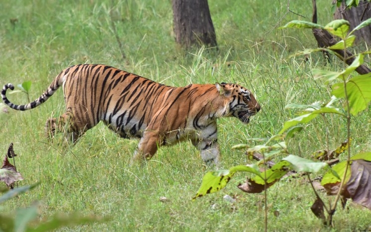 un tigre dans une reserve indienne