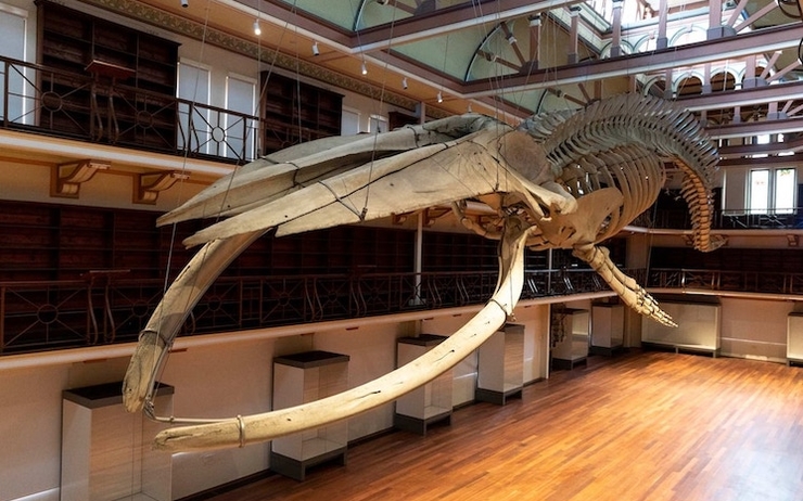 Museum Boola Bardip - Otto la baleine bleue