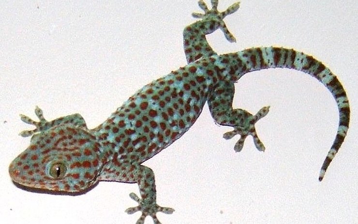 Tockay indonesie gecko