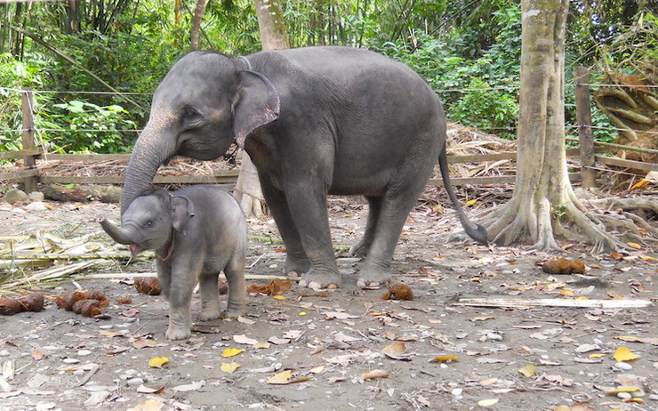 elephant sumatra deces 