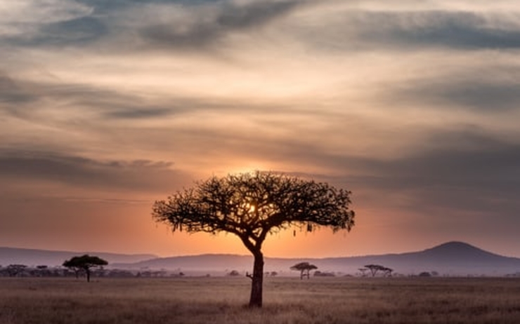 desert avec un arbre en afrique