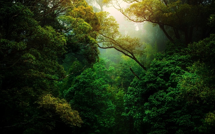 COP 26 : Le Pérou signe la déclaration sur les forêts et l'utilisation des terres