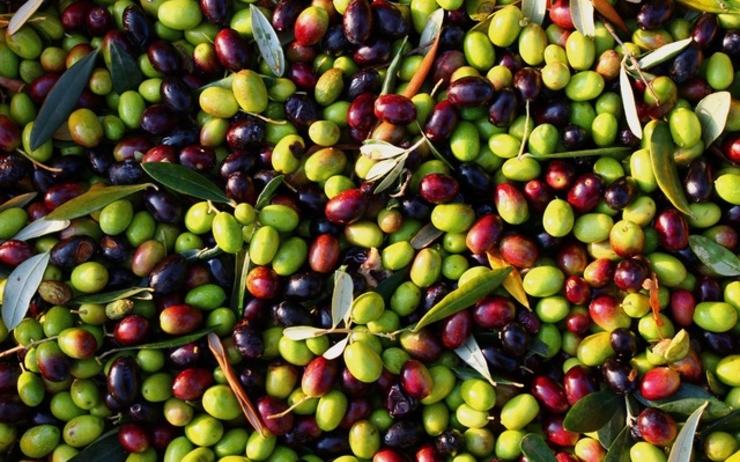 olives Turquie
