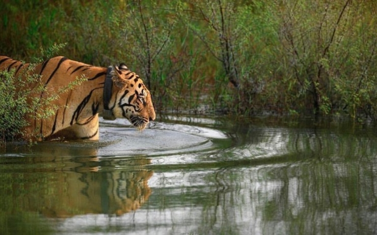 un tigre a ranthambore en inde