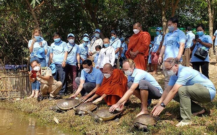 relâche de tortue royale au Cambodge