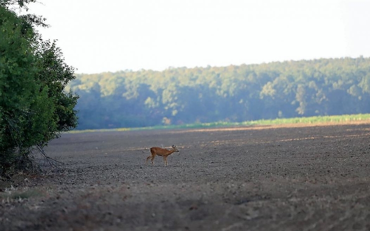 Photo du jour: chevreuil photographié dans le parc naturel de Comana près de Bucarest