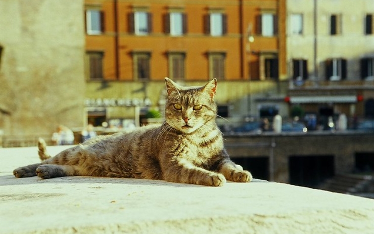 Un chat à Rome