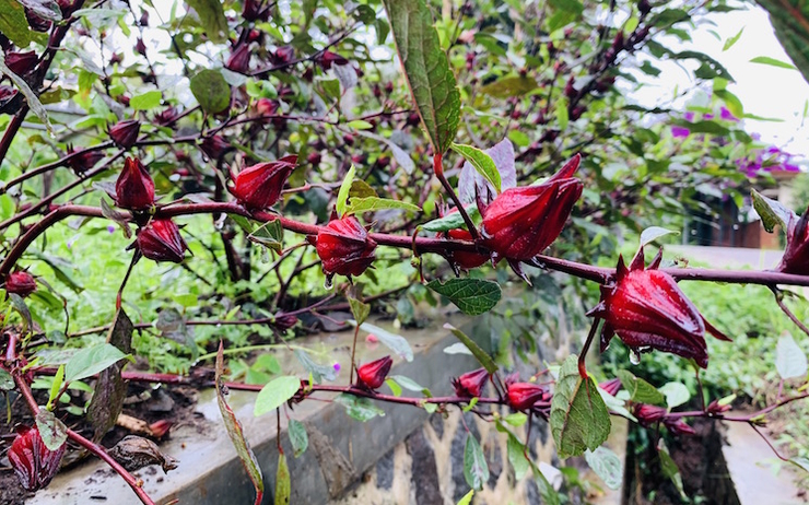 Boutons de fleurs de Rosella Merah