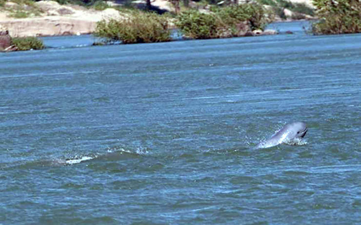 dauphin dans le Mekong