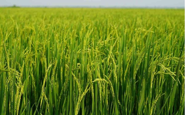 un champ de riz