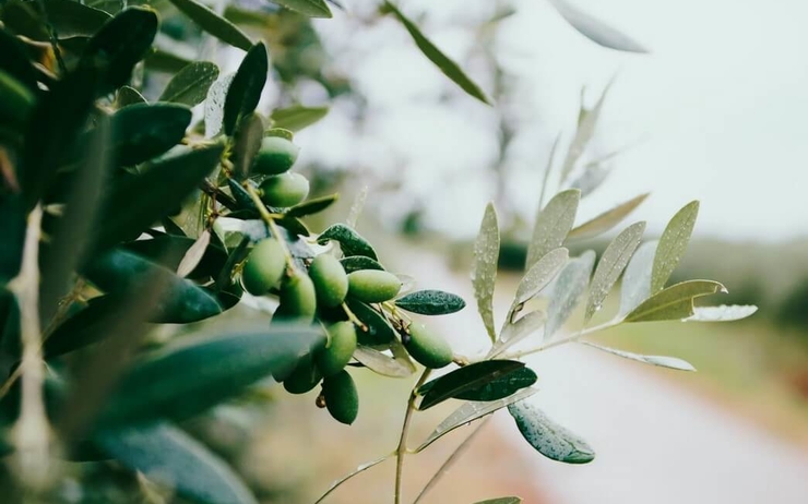 olives vertes sur un olivier_0