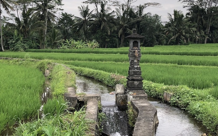 Rizières de Bali à Ubud