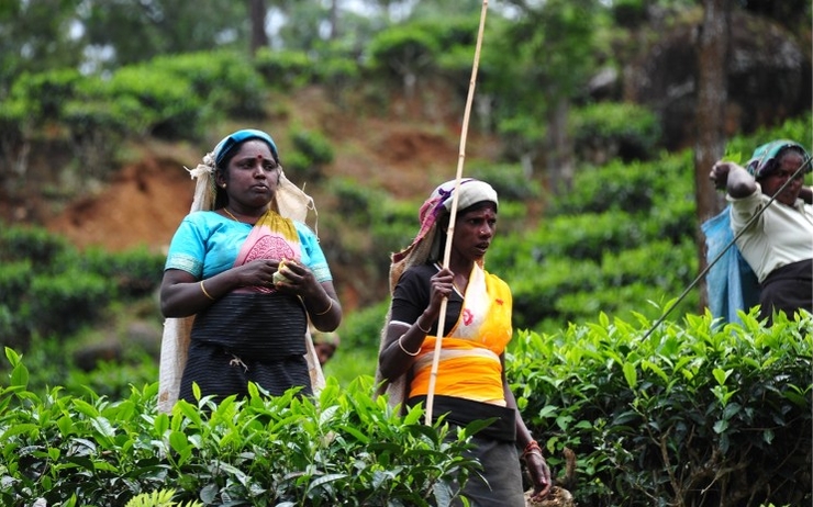 Cueilleuses de thé dans une plantation des Nilgiris en Inde
