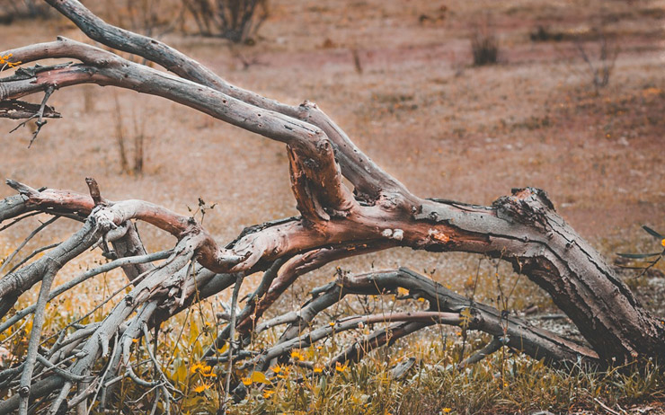 Un arbre sec en raison de  la sécheresse