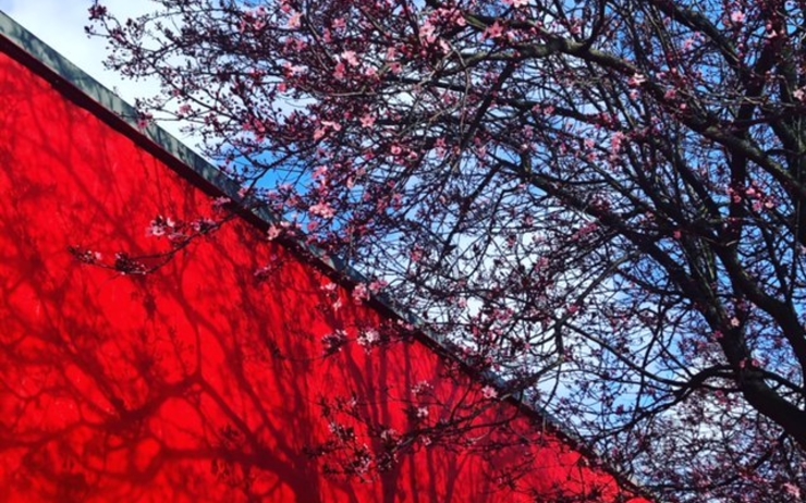 Le printemps à Copenhague avec arbres en fleurs
