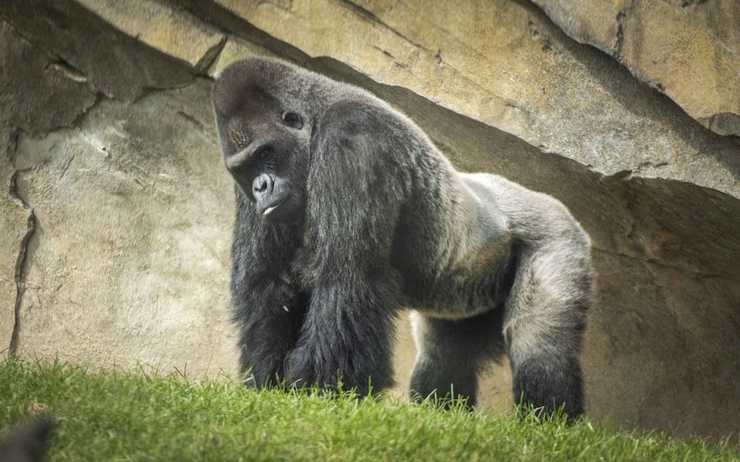 un gorille noir et gris